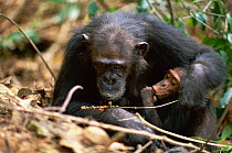 Female Chimpanzee 'Gremlin' demonstrates to offspring how to use a stem as a tool to remove termites from a termite mound {Pan troglodytes schweinfurtheii} Kasekela community, Gombe NP, Tanzania. 2002