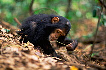 Young female Chimpanzee 'Golden' has learnt from her mother how to use a stem as a tool to remove termites from a termite mound {Pan troglodytes schweinfurtheii} Kasekela community, Gombe NP, Tanzania...