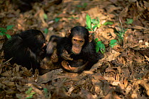 Female Chimpanzee twins 'Golden' and 'Glitta' have learnt from their mother to use stem as a tool to remove termites from a termite mound {Pan troglodytes schweinfurtheii} Kasekela community, Gombe NP...