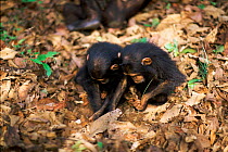 Female Chimpanzee twins 'Golden' and 'Glitta' use stem as a tool to remove termites from a termite mound {Pan troglodytes schweinfurtheii} Kasekela community, Gombe NP, Tanzania. 2002