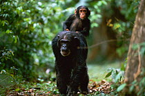 Female Chimpanzee 'Patti' (39-years-old) carries jockey-riding offspring 'Tarzan' on her back {Pan troglodytes schweinfurtheii}, Kasekela community, Gombe NP, Tanzania. 2002