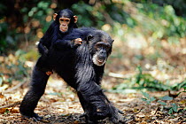 Female Chimpanzee 'Patti' (39-years-old) carries jockey-riding offspring 'Tarzan' on her back {Pan troglodytes schweinfurtheii}, Kasekela community, Gombe NP, Tanzania. 2002
