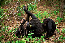 Chimpanzee group underarm grooming using the branch clasp method to support raised arm {Pan troglodytes schweinfurtheii} Kasekela community, Gombe NP, Tanzania. 2002
