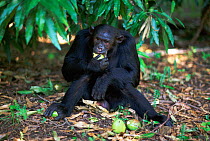 Ousted alpha male Chimpanzee 'Freud'  feeding on mangoes, {Pan troglodytes schweinfurtheii} Kasekela community, Gombe NP, Tanzania. 2002