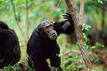 Adult Chimpanzee, possibly knocking insect off tree trunk {Pan troglodytes schweinfurtheii} Kasekela community, Gombe NP, Tanzania. 2002