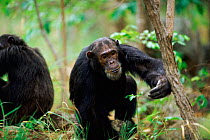 Adult Chimpanzee knocking insect off tree trunk {Pan troglodytes schweinfurtheii} Kasekela community, Gombe NP, Tanzania. 2002