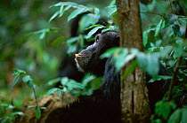 Adult Chimpanzee sitting while feeding and 'thinking' {Pan troglodytes schweinfurtheii} Kasekela community, Gombe NP, Tanzania. 2002