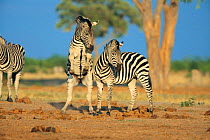 Common zebra stallions fighting {Equus quagga} Savute Chobe NP, Botswana, Southern Africa
