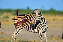Common zebra {Equus quagga} wounded in Lion attack Savute-Chobe NP, Botswana