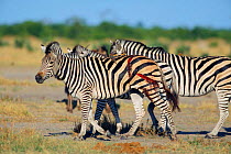 Common zebra {Equus quagga} wounded from Lion attack SavuteChobe NP, Botswana