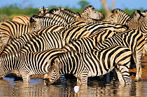Common zebra drinking {Equus quagga} Savute Chobe NP, Botswana, Southern Africa