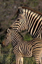 Common zebra + foal {Equus quagga} Savute-Chobe NP, Botswana