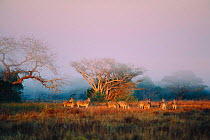 Common zebra herd {Equus quagga} Phinda GR, South Africa