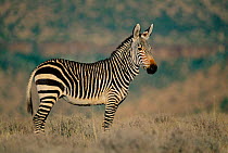 Mountain zebra profile portrait {Equus zebra} Mountain Zebra NP, South Africa