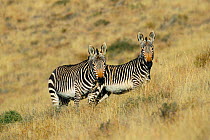 Two Mountain zebras {Equus zebra} Mountain Zebra NP, South Africa