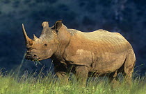 White rhino (Ceratotherium simum) portrait, Itala Game Reserve, South Africa