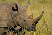 White rhinoceros female head  portrait {Ceratotherium simum} Phinda GR, South Africa