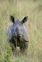 3-month-old White rhino calf portrait {Ceratotherium simum} Phinda GR, South Africa