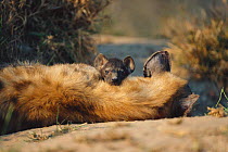 Spotted hyaena pup peering over mother's back {Crocuta crocuta} Sabi-sands GR, South Africa