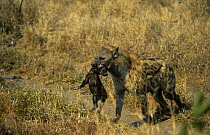 Spotted hyaena (Crocuta crocuta) female carrying pup in mouth, Sabi-sands GR, South Africa