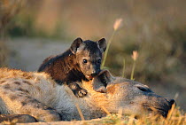 Spotted hyaena 2-months-old pup, climbing on mother {Crocuta crocuta} Sabi-sands GR, South Africa