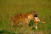 Spotted hyaena {Crocuta crocuta} feeding on Thomsons gazelle calf. Masai Mara, Kenya, East Africa