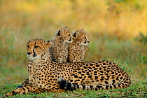 Cheetah mother with 3-month-old cubs {Acinonyx jubatus} Phinda GR, South Africa