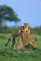 Two subadult Cheetah cubs {Acinonyx jubatus} Savute-Chobe NP, Botswana