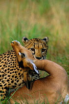 Female Cheetah {Acinonyx jubatus} suffocating Impala, Phinda NP, South Africa