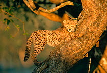 Cheetah cub, 3-month-old, {Acinonyx jubatus} in tree Phinda GR, South Africa