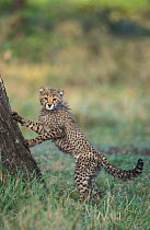 Cheetah cub, 3-months-old, wet {Acinonyx jubatus} Phinda GR, South Africa