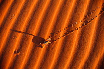 Scorpion crossing sand dune leaving tracks {Scorpiones} Namib Naukluft , Namibia, Southern Africa