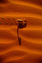 Scorpion crossing sand dune leaving tracks {Scorpiones} Namib Naukluft P, Namibia