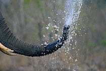 African elephant trunk blowing water through trunk {Loxodonta africana} South Africa, Sabi Sand GR