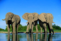 Three African elephants drinking {Loxodonta africana} Savute Chobe NP, Botswana, Southern Africa (This image may be licensed either as rights managed or royalty free.)