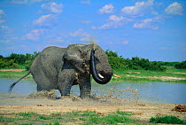 African elephant mud bathing {Loxodonta africana} Savute Chobe NP, Botswana, Southern Africa