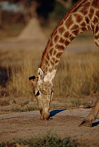 Giraffe licking soil for minerals, Moremi WR, Botswana {Giraffa camelopardalis}