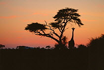 Giraffe silhouetted under camelthorn tree {Giraffa camelopardalis} at sunset, Botswana Savute Chobe NP, Botswana, Southern Africa