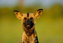 African wild dog portrait {Lycaon pictus} Savute-Chobe NP, Botswana