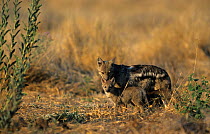 Side striped jackal {Canis adustus} female with cub, Moremi WR, Okavango delta, Botswana