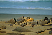 Black backed jackal resting on beach {Canis mesomelas} Cape Frio, Skeleton Coast NP, Namibia