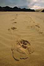 Desert Lion footprints in sand {Panthera leo} Hoarusib river, Skeleton Coast NP, Namibia