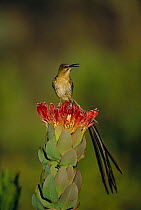 Male Cape sugarbird {Promerops cafer} on Sugarbush (Protea} flower Helderberg NR, South