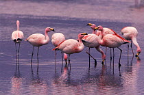 James's flamingoes {Phoenicoparrus jamesi} Laguna Blanca, SW Bolivia, S America