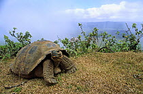 Giant tortoise {Geochelone elephantopus} Alcedo Volcano, Isabela Island, Galapagos Islands