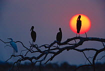 African openbill storks silhouetted at sunset {Anastomus lamelligerus} Chobe NP, Botswana, Africa