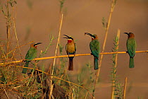 Four White fronted bee eaters perched on stem {Merops bullockoides} Chobe NP, Botswana