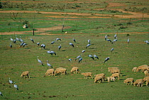 Stanley cranes / Blue cranes {Anthropoides paradisea} feeding beside sheep. S Africa Southern Cape