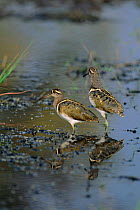 Two male Painted snipe {Rostratula benghalensis} Moremi WR, Botswana