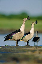Two Comb / Knob bille) ducks {Sarcidiornis melanotos} Savute-Chobe NP, Botswana